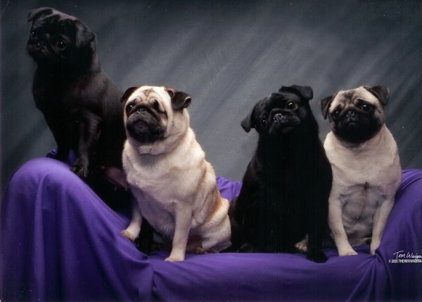 our four pugs