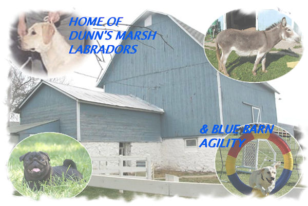 photo of blue barn and animals