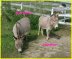 mini donkeys