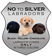 no silver labradors gif created by Lenna Ivana