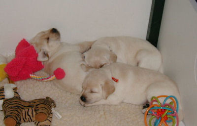pups sleeping