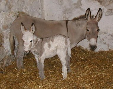 photo of jenny and foal